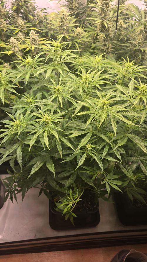 Pound Cake Auto. Week 7