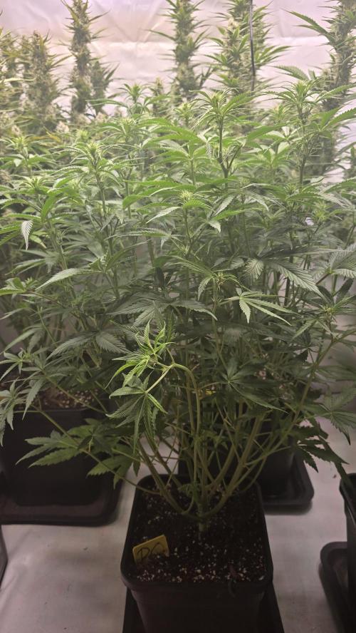Pound Cake Auto. Week 7