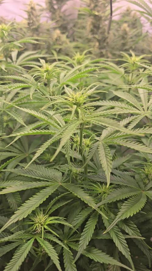 Pound Cake Auto