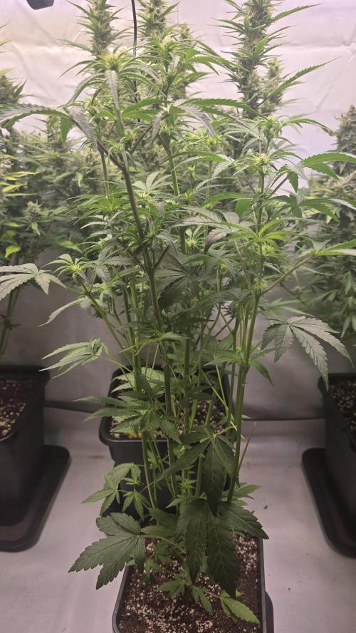 Lemon Cherry Gelato Auto. Week 6