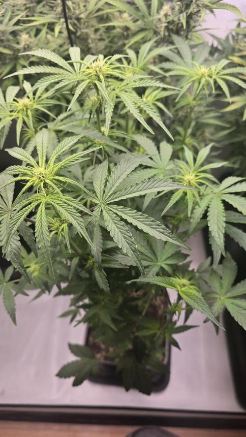 Lemon Cherry Gelato Auto. Week 6