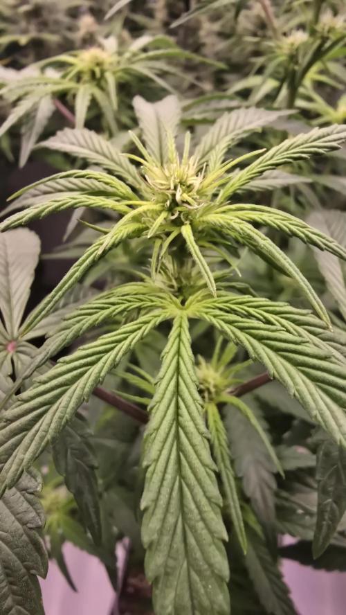 Lemon Cherry Gelato Automatic. Week 6