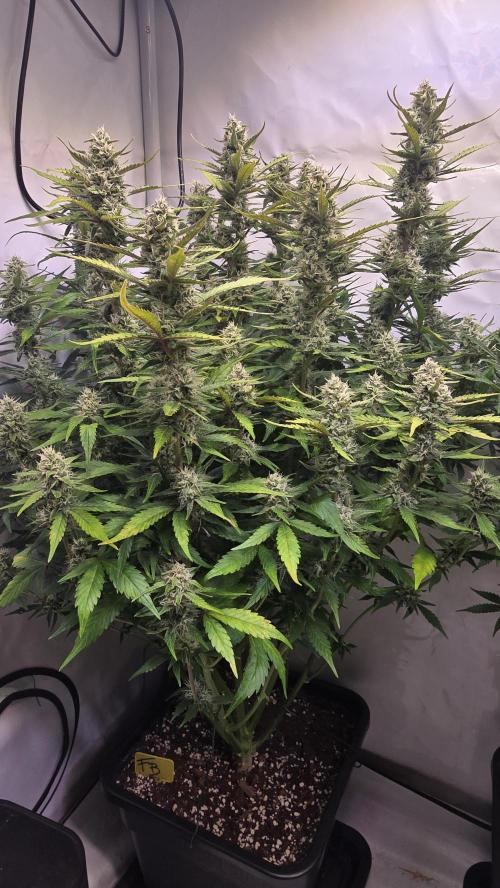 Frostbanger Auto. Week 9