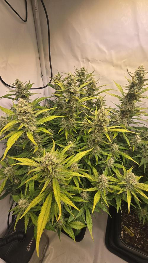 Frostbanger Auto. Week 9