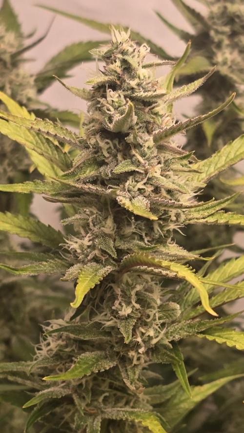 Frostbanger Auto. Week 9
