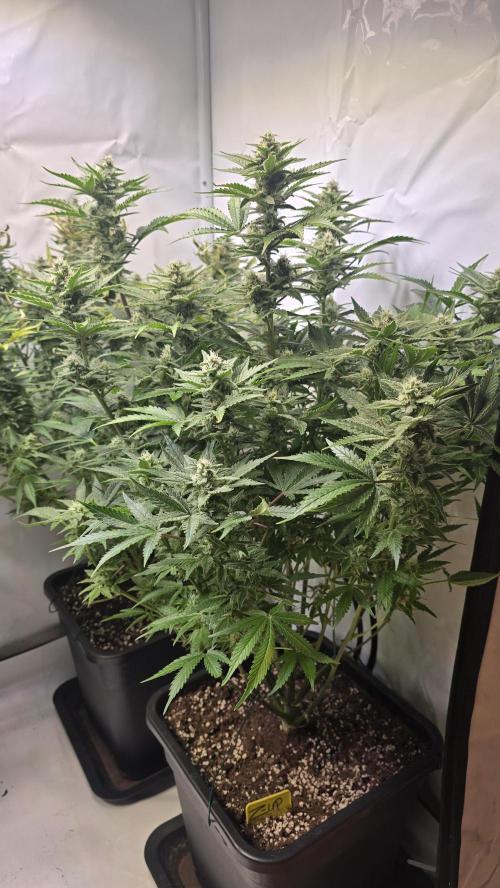 Z-Up Auto. Week 9