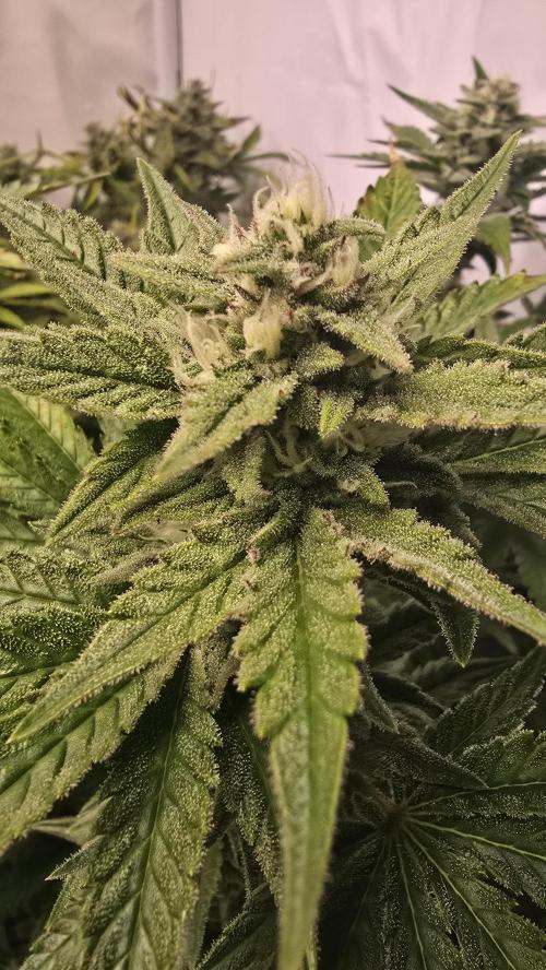 Z-Up Auto. Week 9