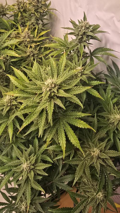 Z-Up Auto. Week 9