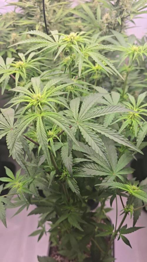 Lemon Cherry Gelato Auto
