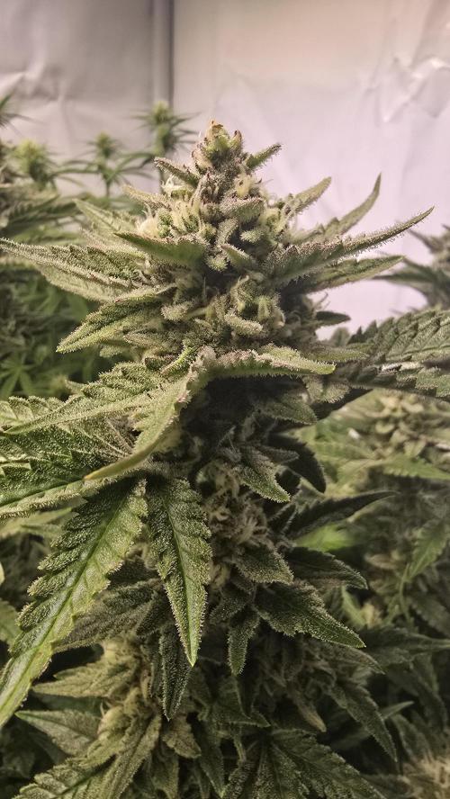 Z-Up Auto. Week 10