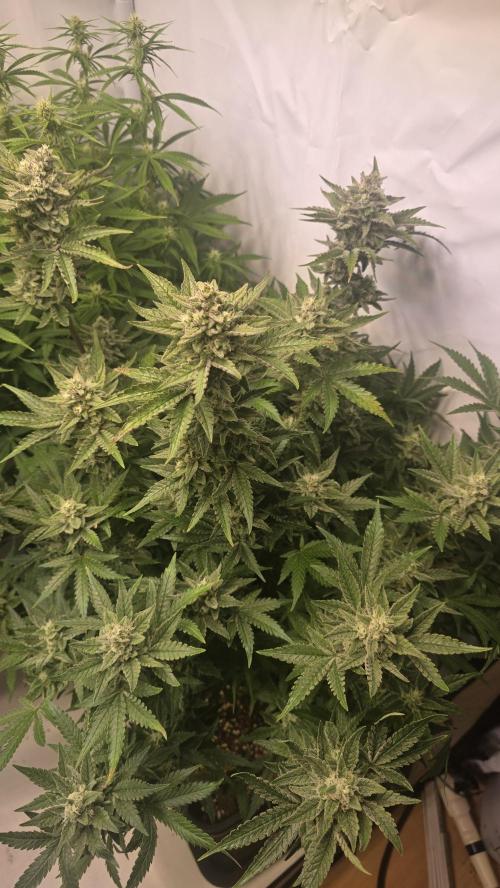 Z-Up Auto. Week 10