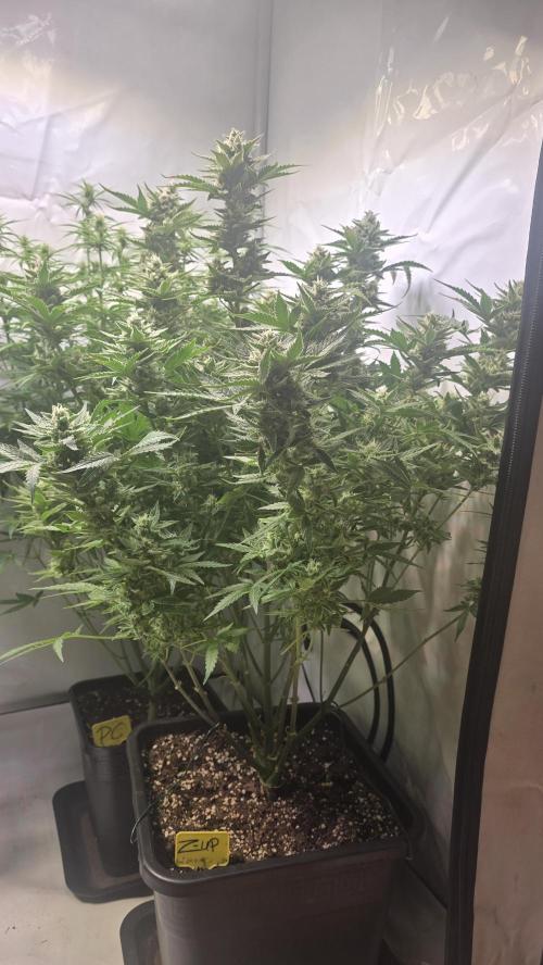 Z-Up Auto. Week 10