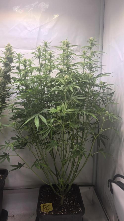 Pound Cake Auto. Week 8