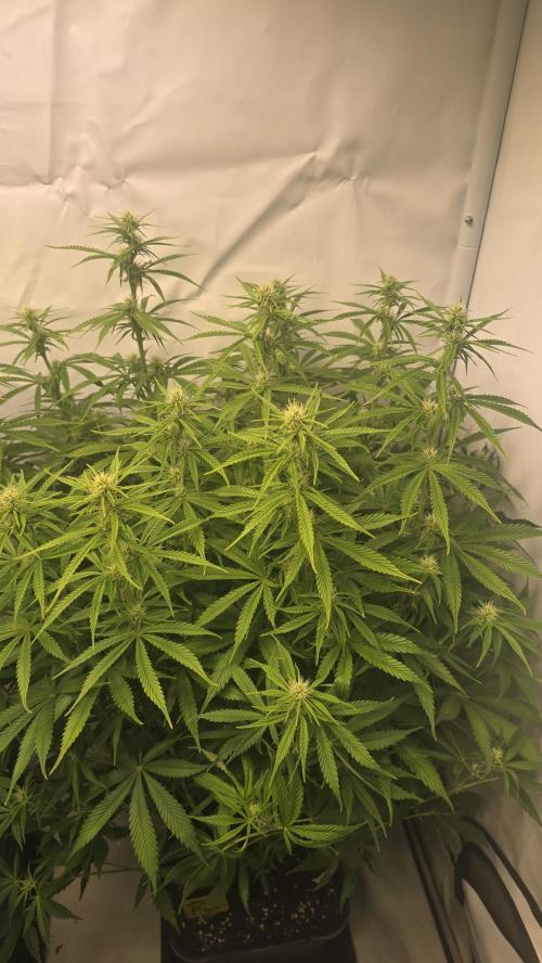 Pound Cake Auto. Week 8