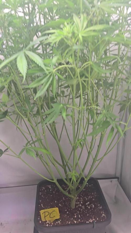 Pound Cake Auto