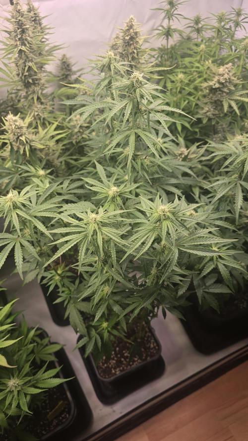 Lemon Cherry Gelato Auto. Week 7
