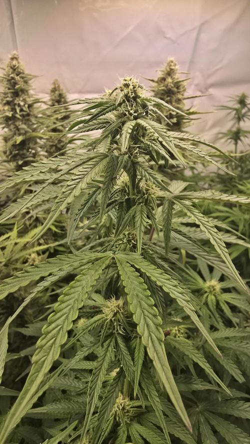Lemon Cherry Gelato Auto. Week 7