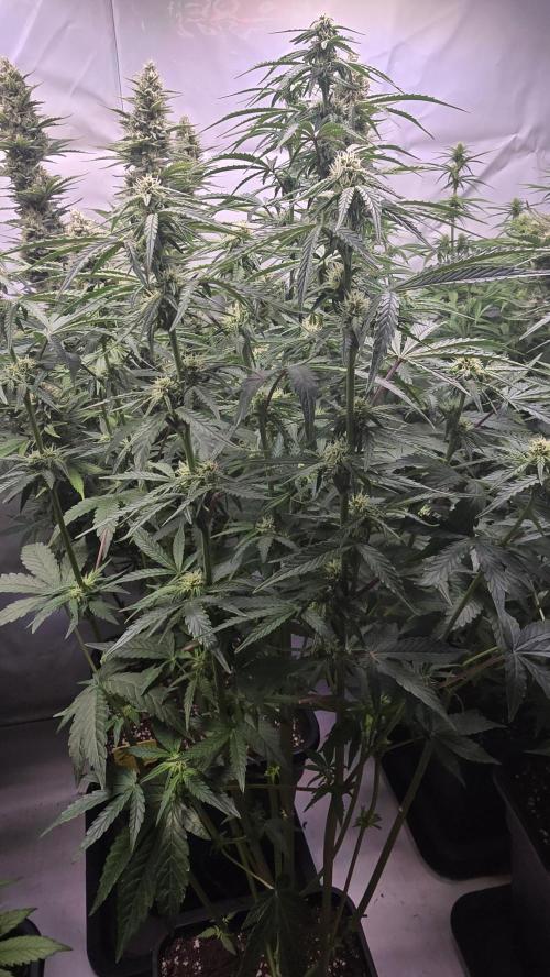 Lemon Cherry Gelato Auto. Week 7