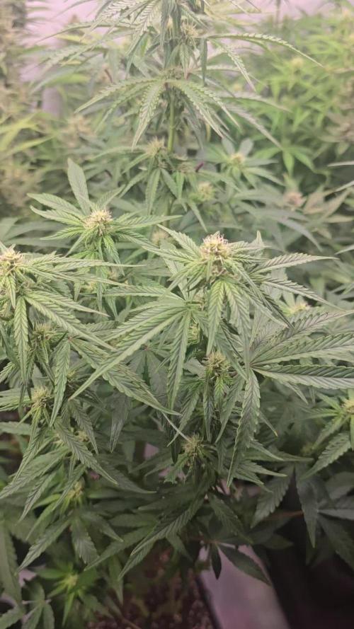 Lemon Cherry Gelato Auto