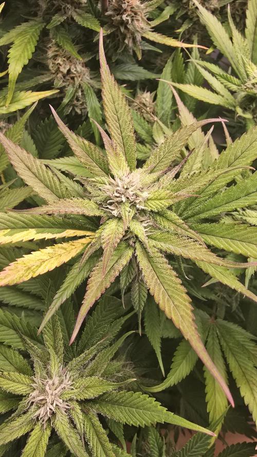 Strawberry Gorilla Auto. Week 8