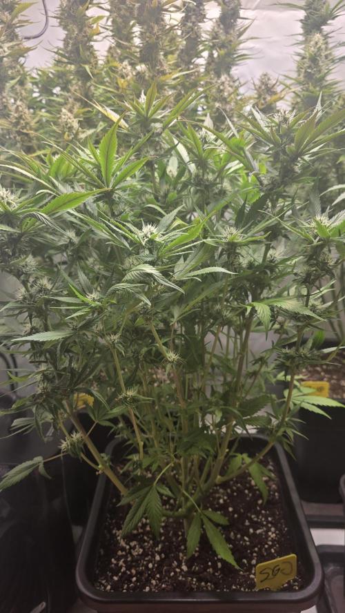 Strawberry Gorilla Auto. Week 8