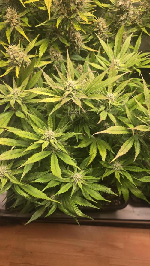 Strawberry Gorilla Auto. Week 8