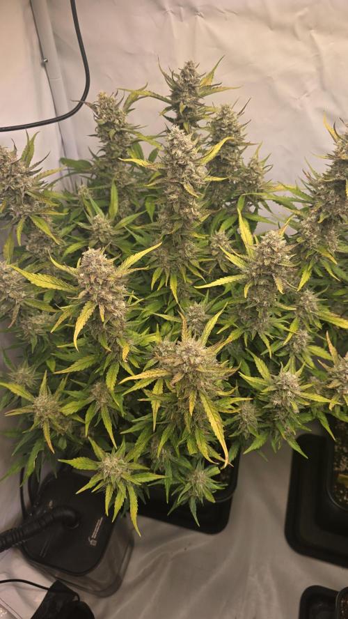 Frostbanger Auto. Week 10
