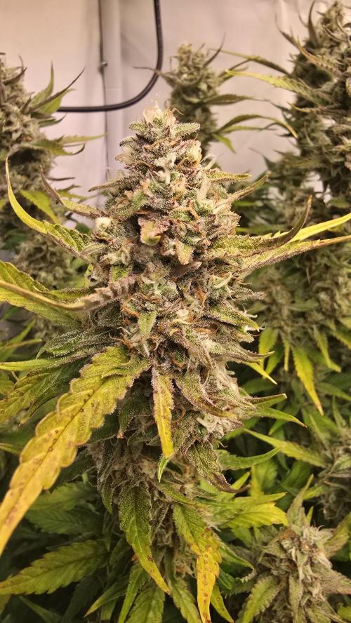 Frostbanger Auto. Week 10