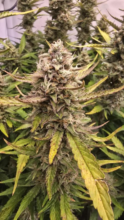 Frostbanger Auto. Week 10