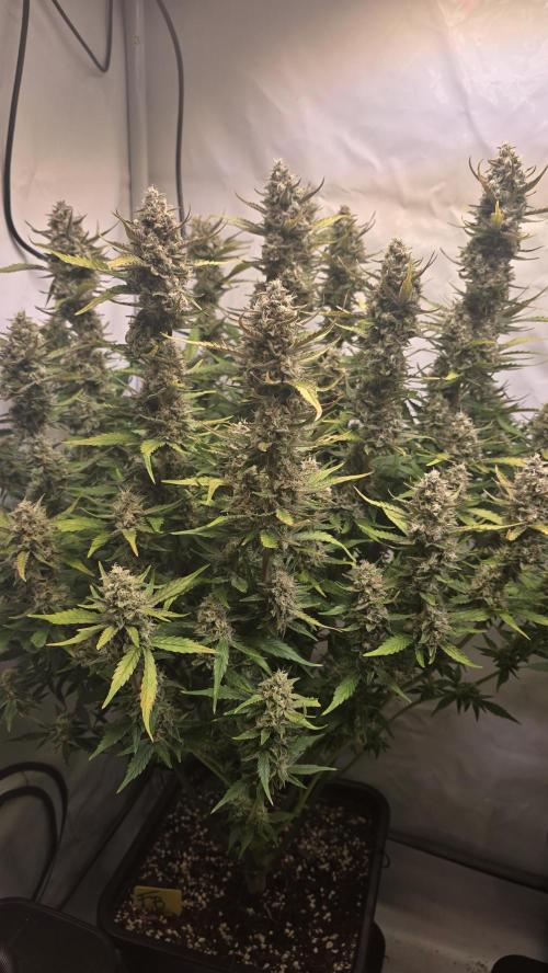 Frostbanger Auto. Week 10