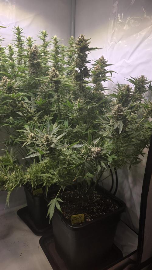 Z-Up Auto. Week 11