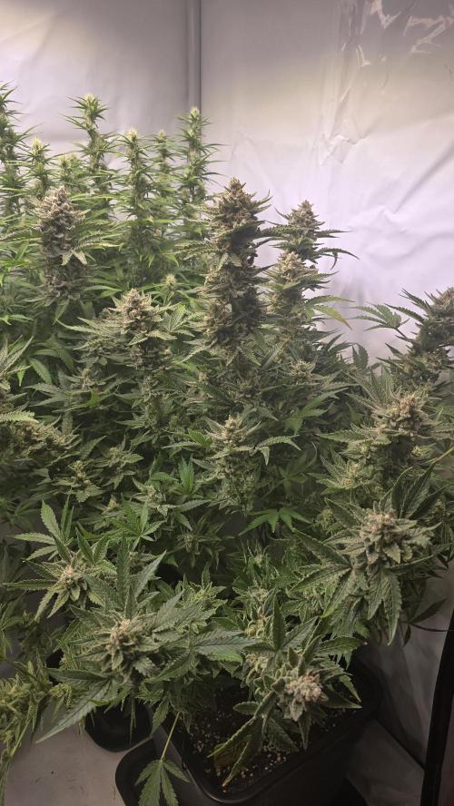 Z-Up Auto. Week 11