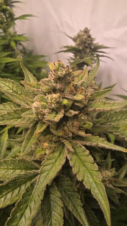 Z-Up Auto. Week 11