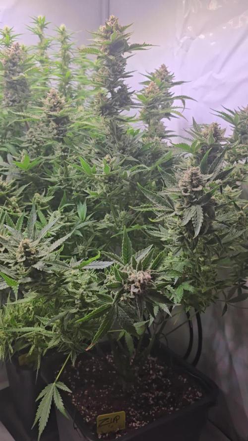 Z-Up Auto
