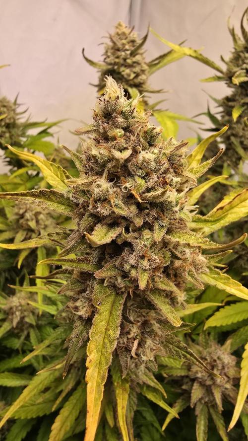 Frostbanger Auto. Week 11