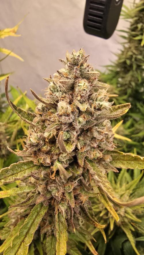 Frostbanger Auto. Week 11
