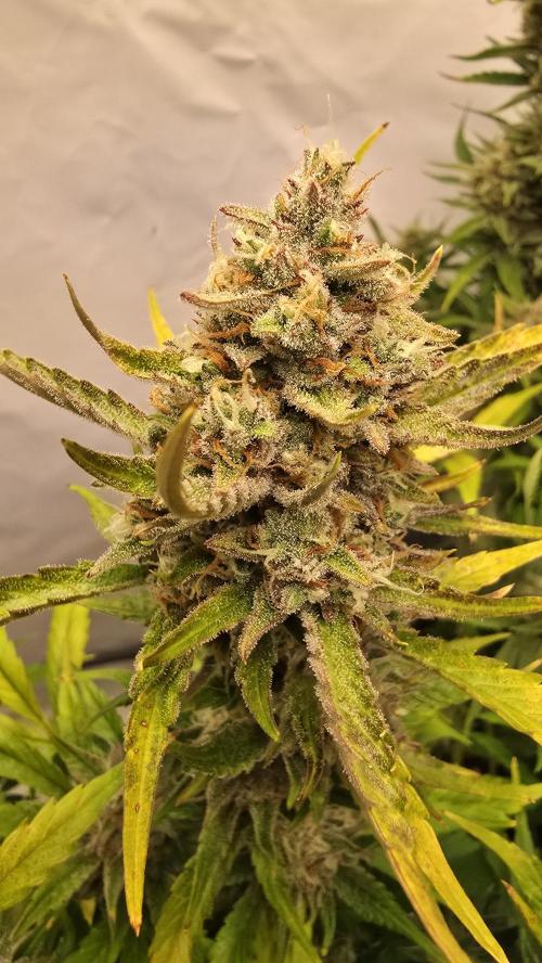 Frostbanger Auto. Week 11