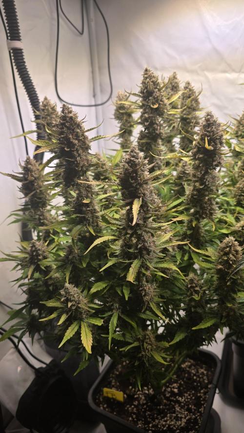 Frostbanger Auto. Week 11