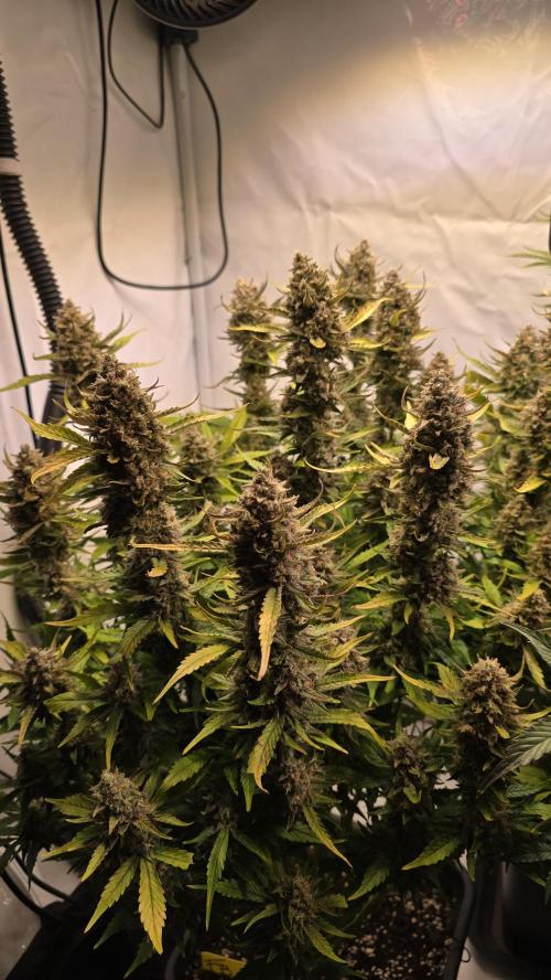 Frostbanger Auto. Week 11