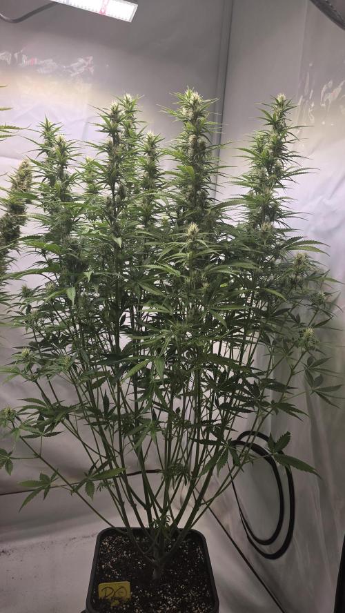 Pound Cake Auto. Week 9
