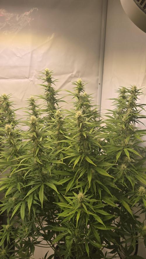 Pound Cake Auto. Week 9