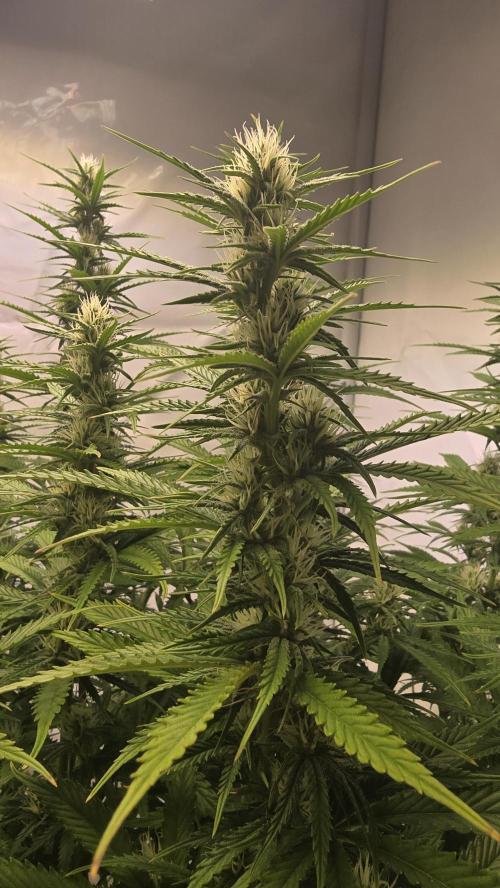 Pound Cake Auto. Week 9
