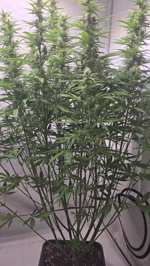 Pound Cake Auto