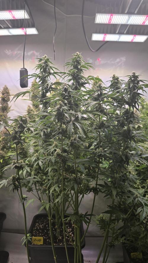 Lemon Cherry Gelato Auto. Week 8