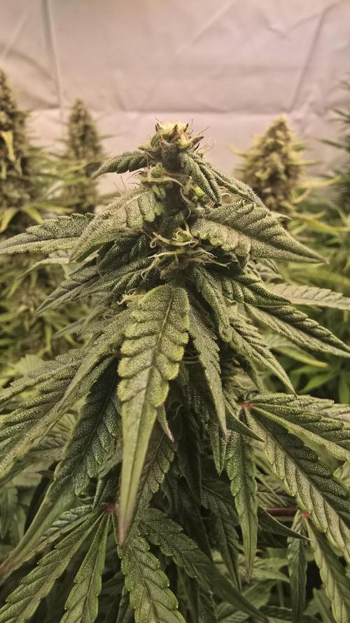 Lemon Cherry Gelato Auto. Week 8