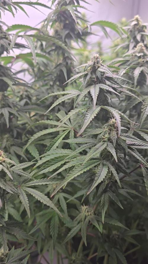 Lemon Cherry Gelato Auto