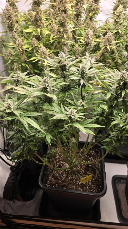 Strawberry Gorilla Auto. Week 9