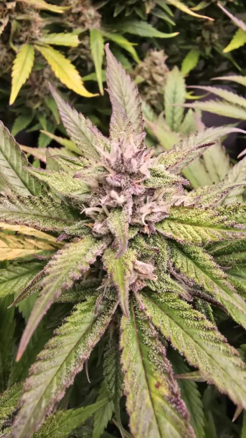 Strawberry Gorilla Auto. Week 9