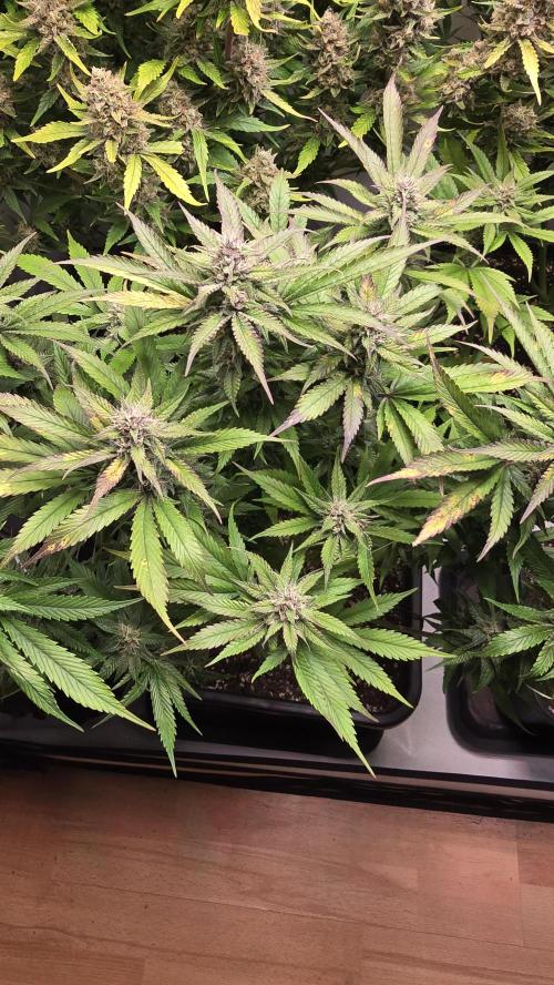 Strawberry Gorilla Auto. Week 9