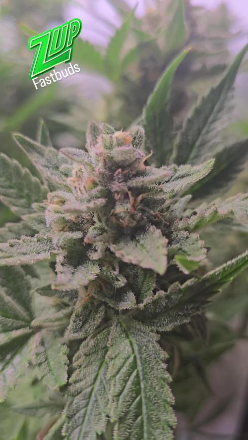 Z-Up Auto